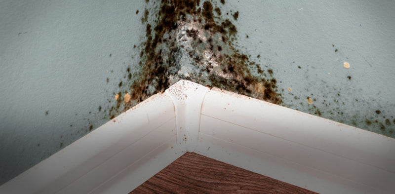 7 Hidden Dangers of a Humid Home. Are you at Risk? - Sterra