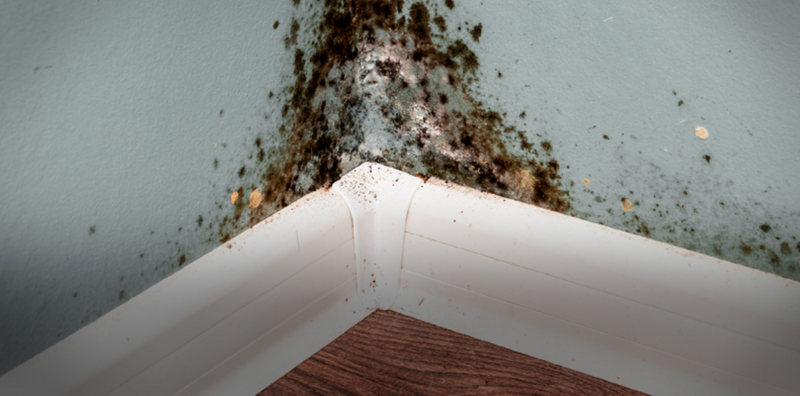 7 Hidden Dangers of a Humid Home. Are you at Risk?